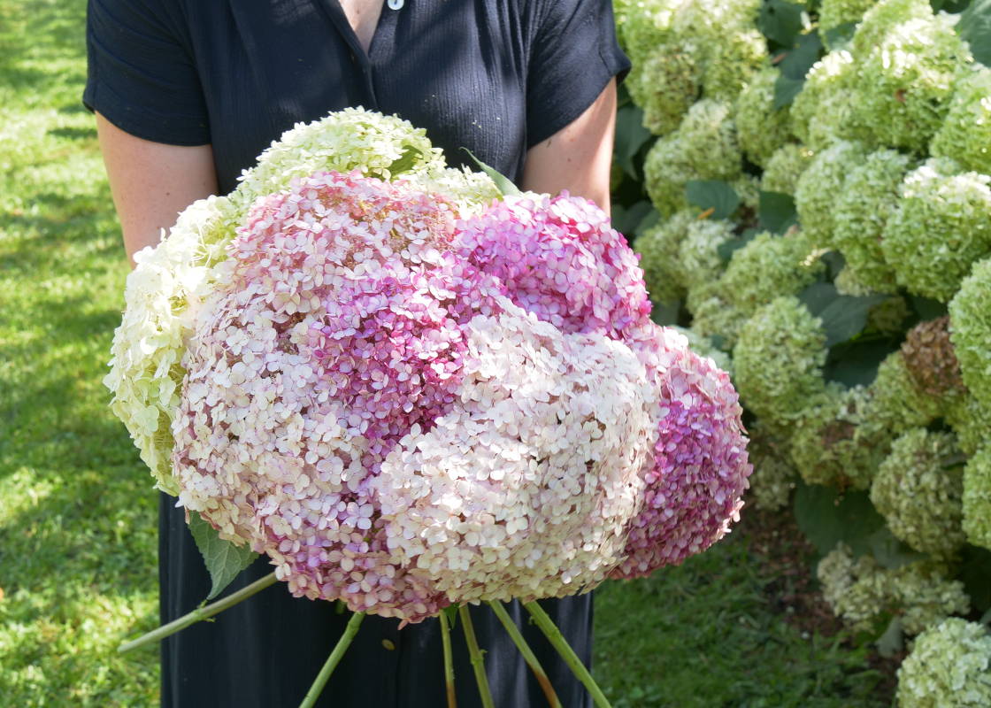 Woman holding beautiful white and pink hydrangea blooms