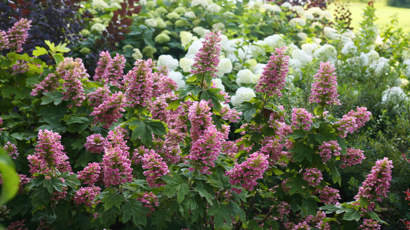 Beautiful pink oakleaf hydrangeas mass planted in a garden border