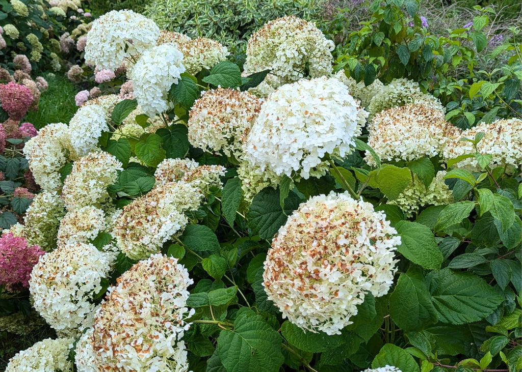 Why Are My Hydrangeas Turning Brown?
