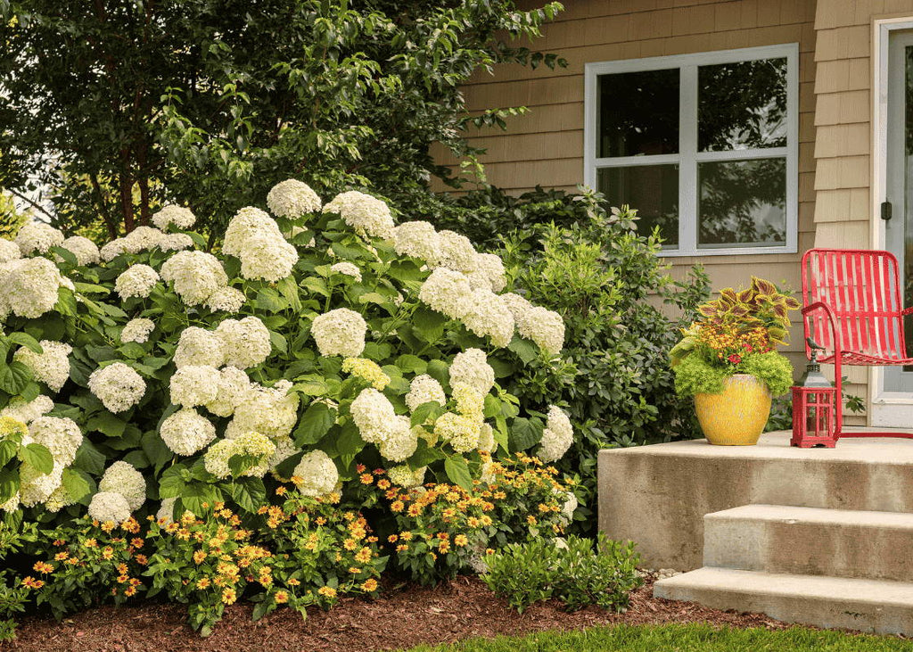 All About Caring For Hydrangeas In The Summer