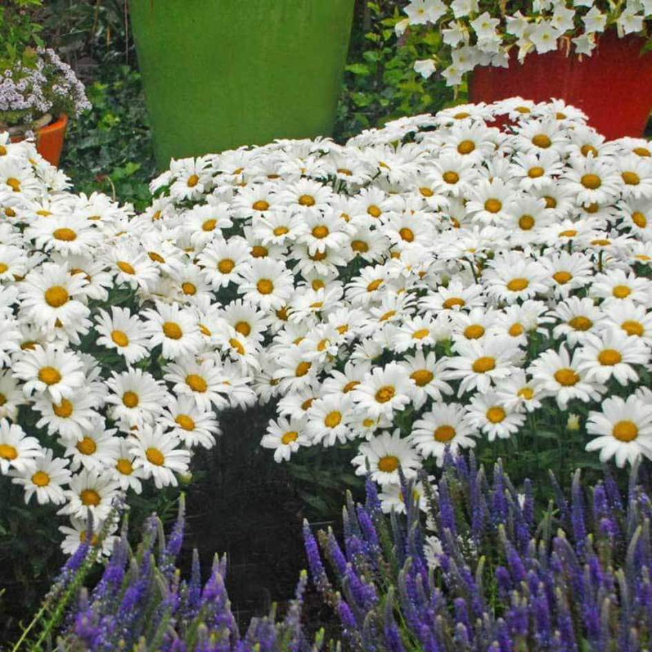 A white blanket of Amazing Daisies Daisy May Shasta Daisy flowers in a garden behind purple flower spikes.