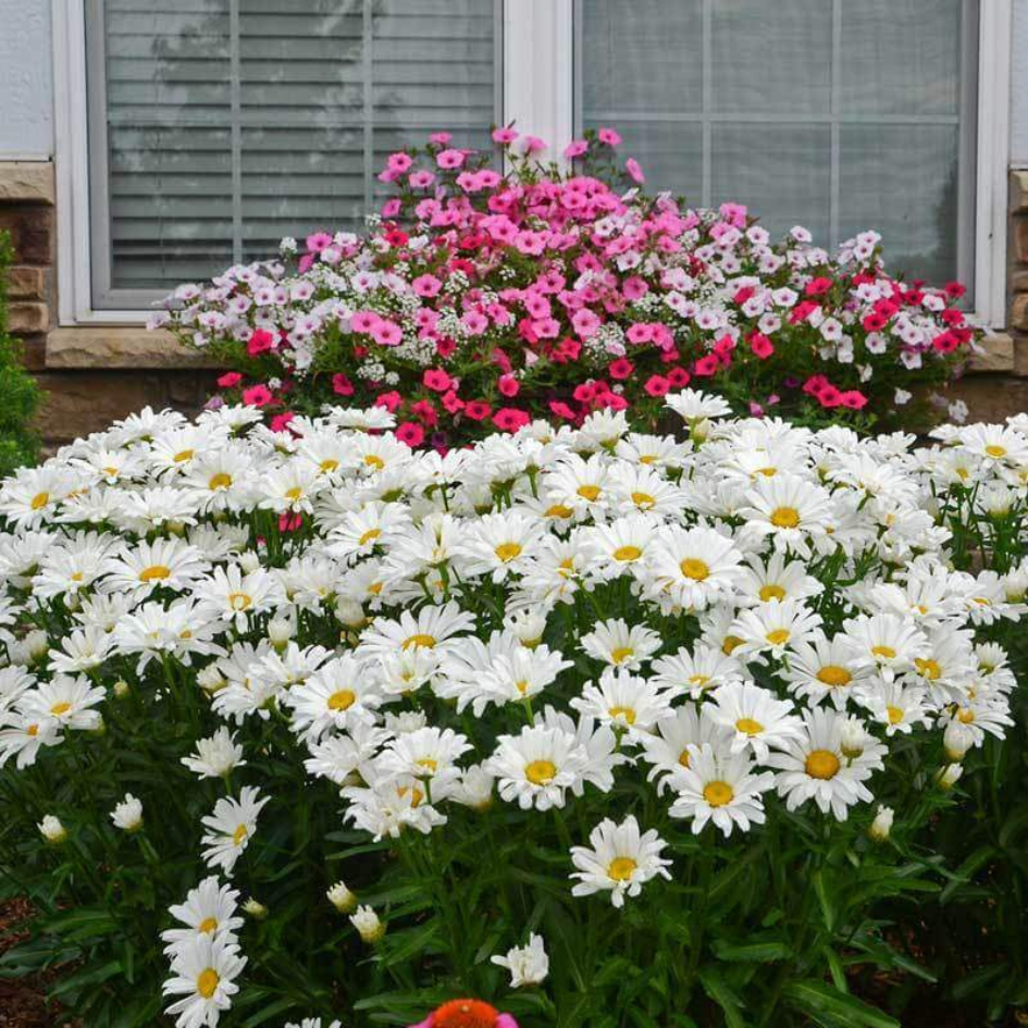 Amazing Daisies Daisy May Shasta Daisy with white blooms in a landscape.