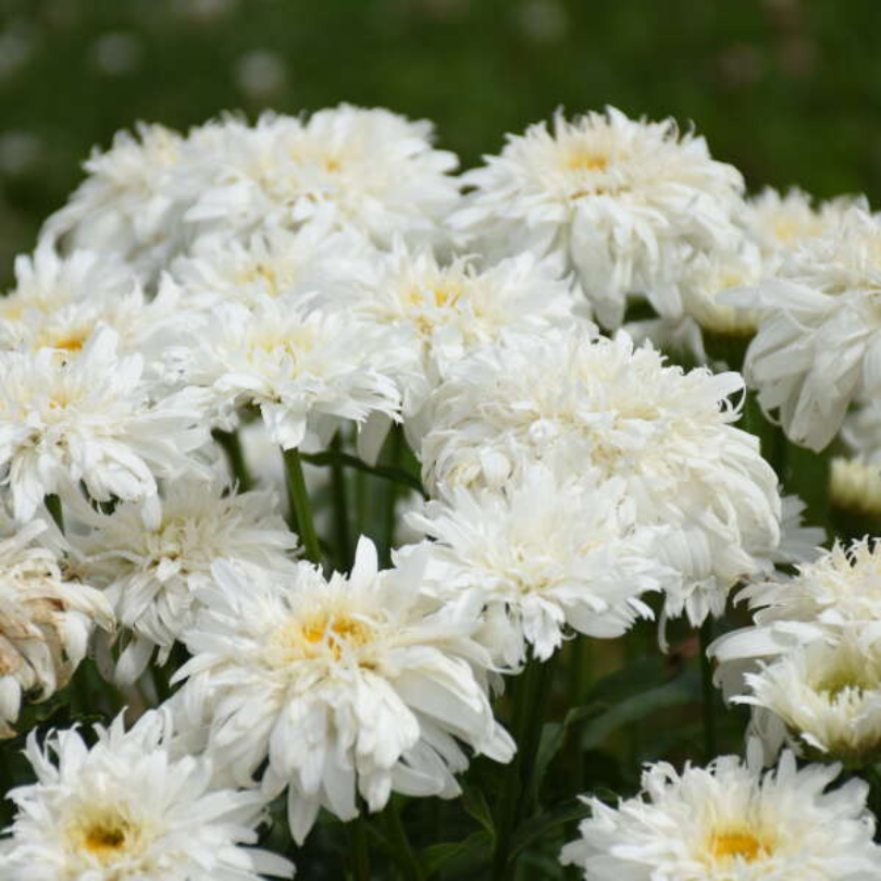 Close-up of frilly white Amazing Daisies Marshmallow Shasta Daisy blooms.