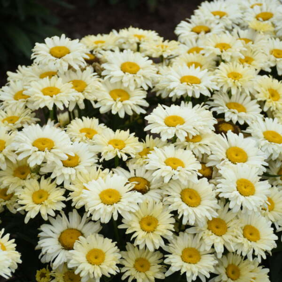 Amazing Daisies Banana Cream II Shasta Daisy with creamy yellow flowers.