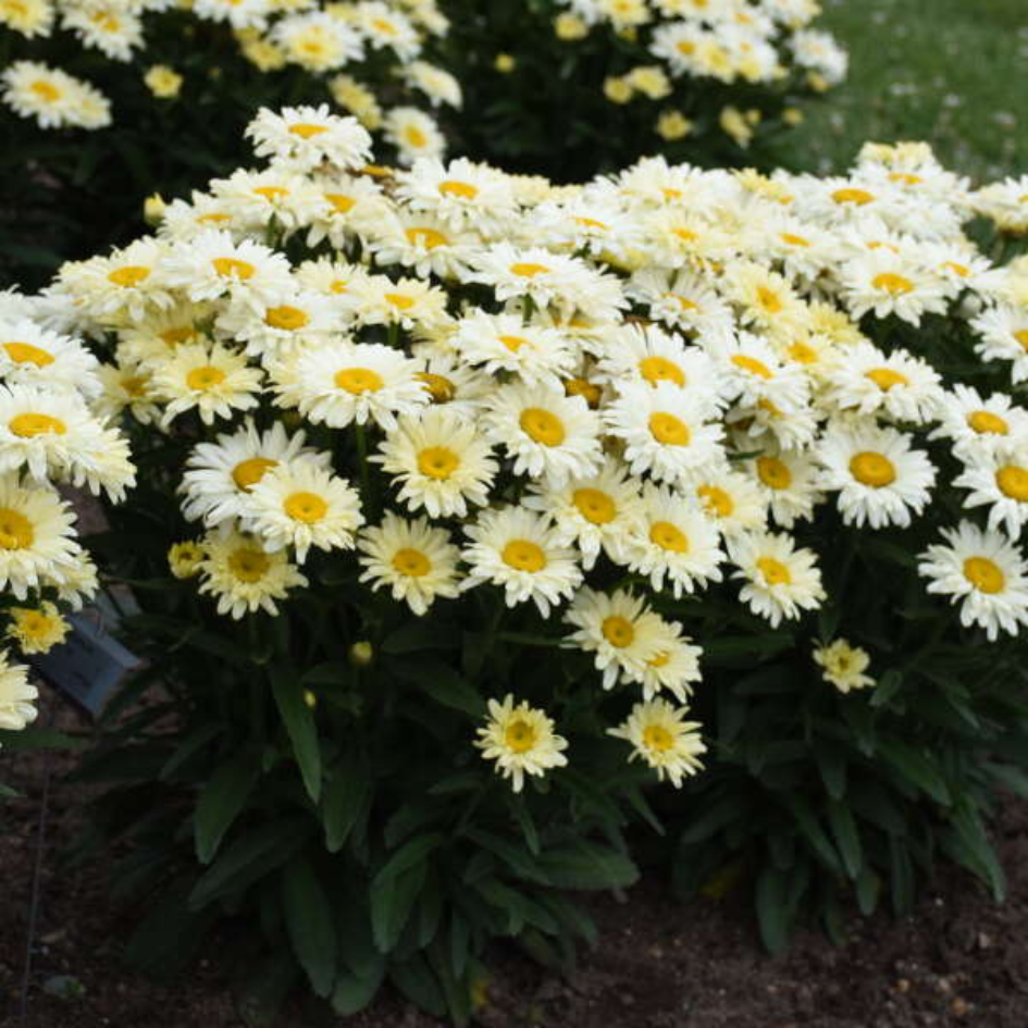 Amazing Daisies Banana Cream II Shasta Daisy with creamy yellow flowers and dark green foliage.