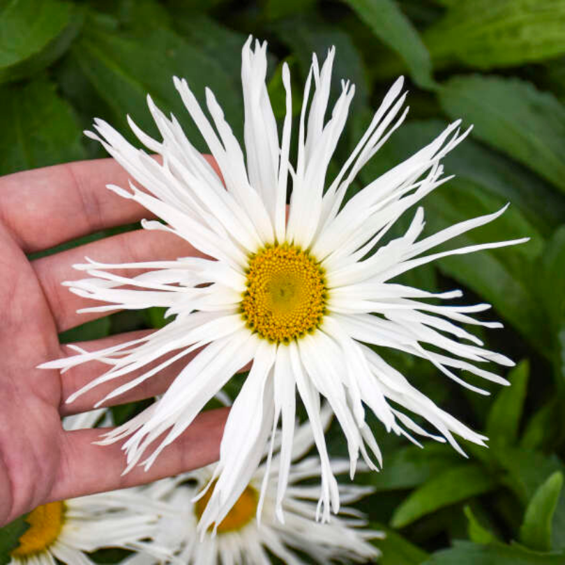 A hand holding a large white Amazing Daisies Spun Silk Shasta Daisy bloom.