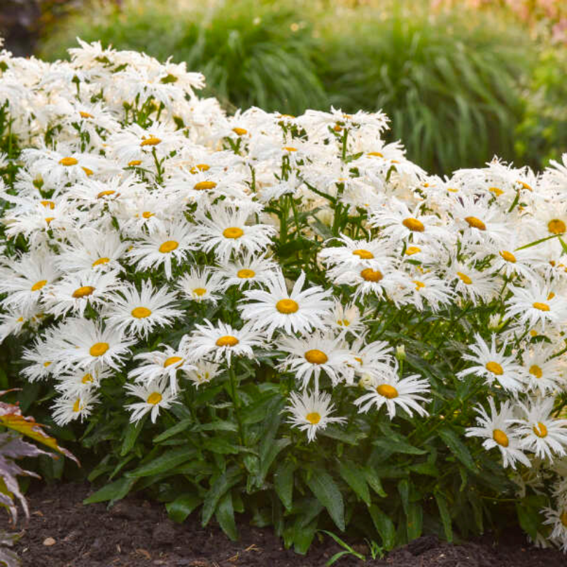 Amazing Daisies Spun Silk Shasta Daisy with stark white web-like flowers hovering over handsome green foliage.
