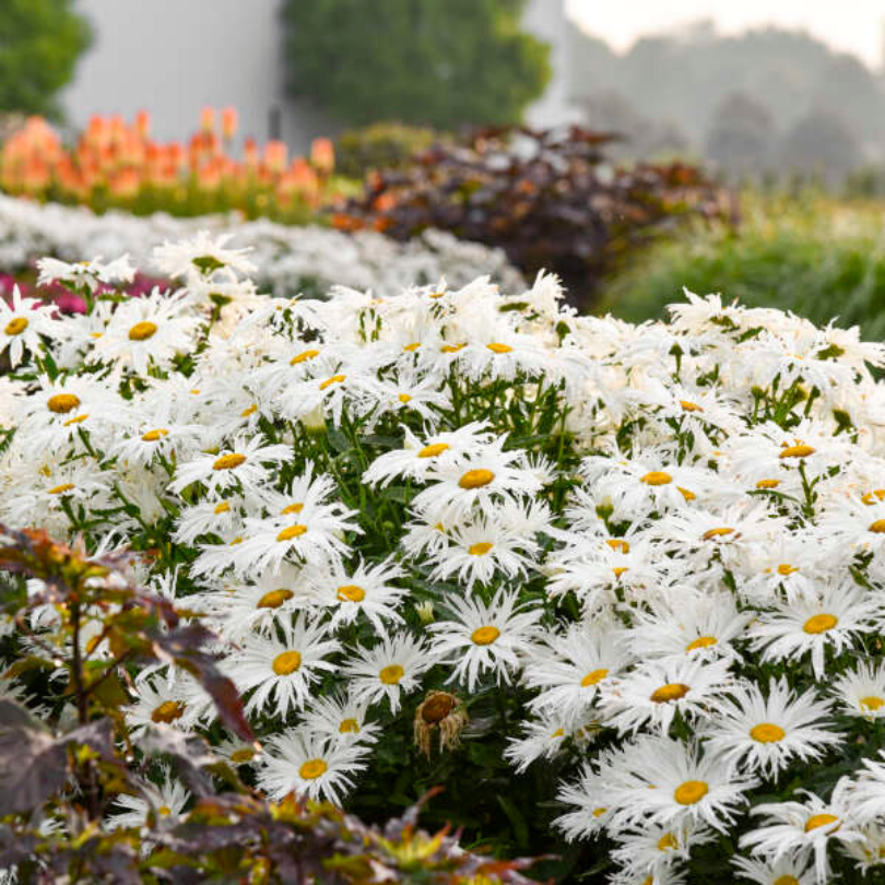 Amazing Daisies Spun Silk Shasta Daisy with fringed white flowers in a garden.