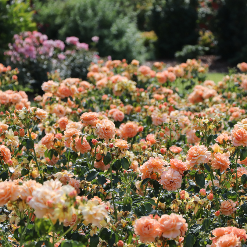 Sunny garden filled with pale orange roses