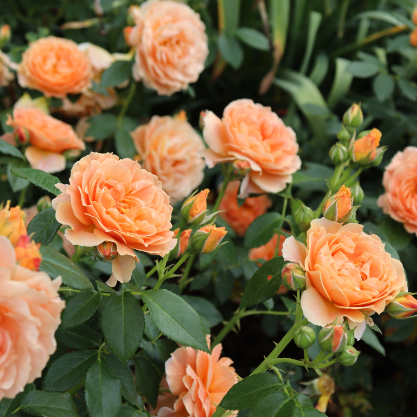 Gorgeous orange rose blooms from At Last rose