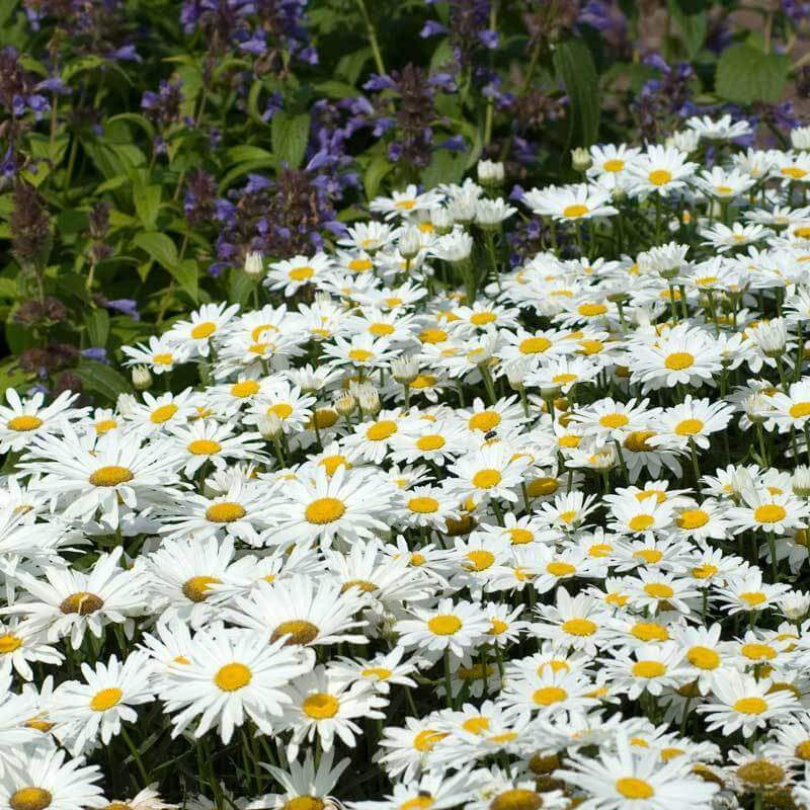 Becky Shasta Daisy with classic white blooms in a garden.