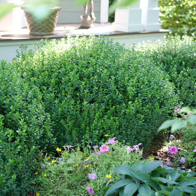 Neat boxwood planted in a shady garden hedge