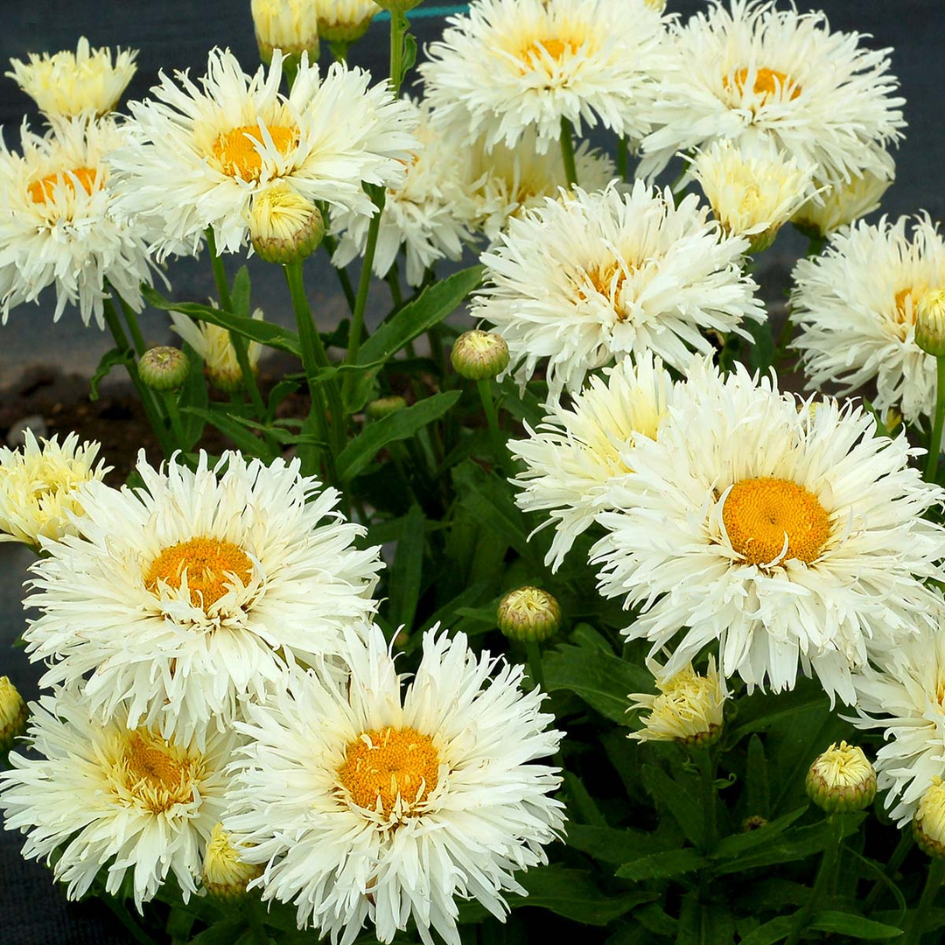 Close-up of the white double blooms and yellow centers on Coconut Double Shasta Daisy.