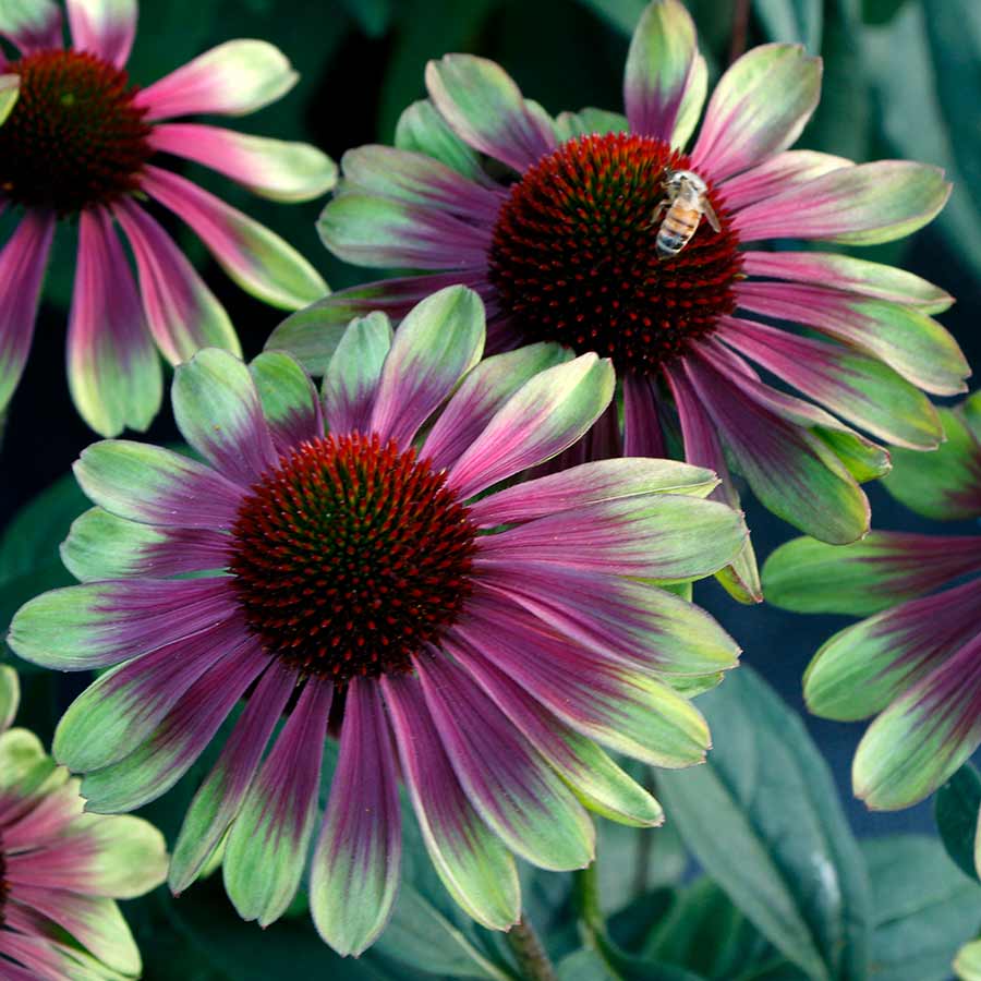 Close-up of green and pink Sweet Sandia Coneflower blooms with a bee on one of them.