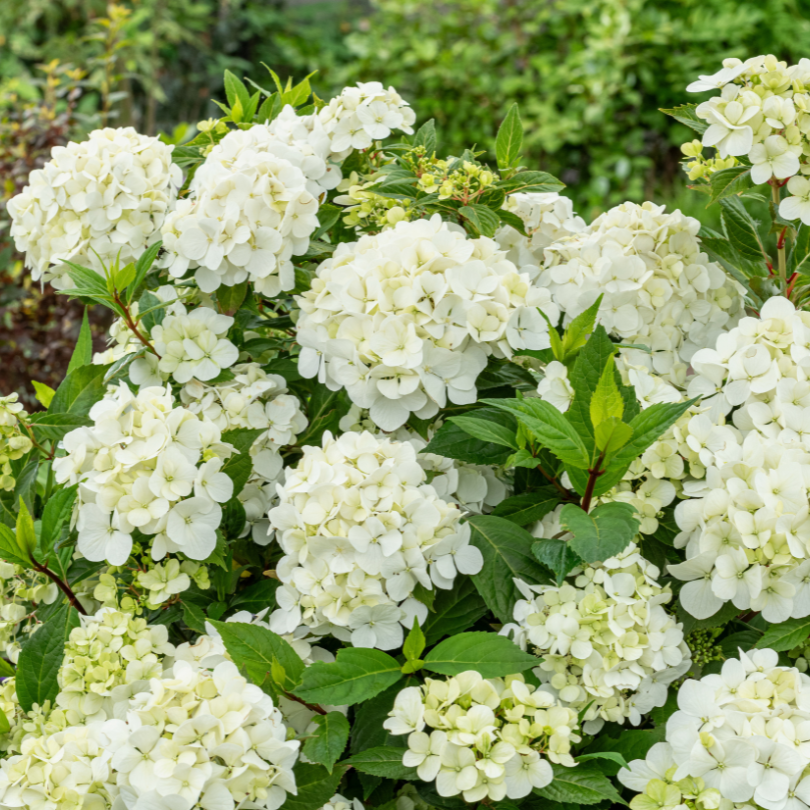 White mophead cascade hydrangea flowers