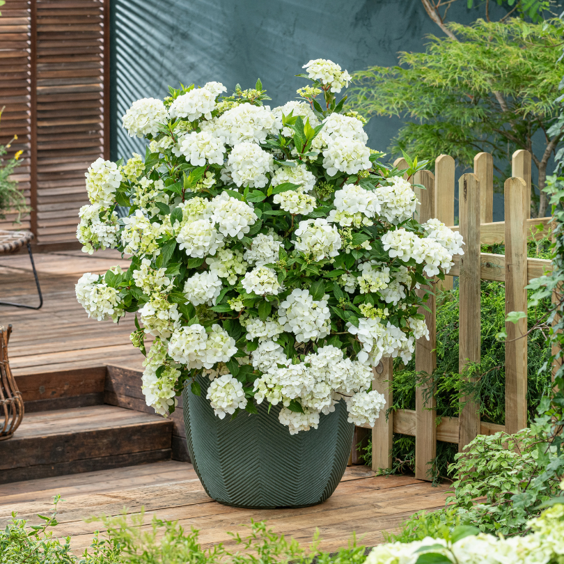 White cascade hydrangea in a grey patio container