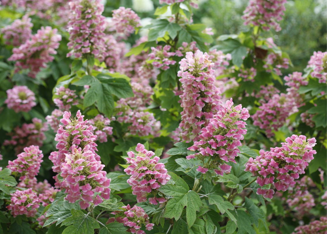 Pink oakleaf hydrangeas with vibrant green foliage