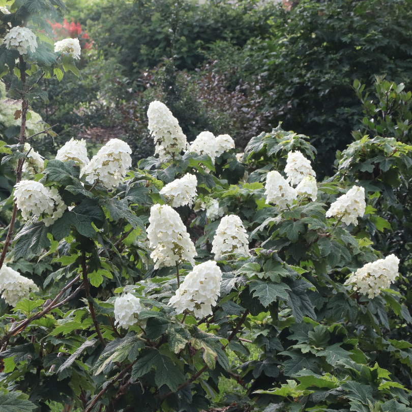 In a landscape filled with colorful flowering shrubs and evergreens, Gatsby Glow ball oakleaf hydrangea is covered in cone shaped white blooms.