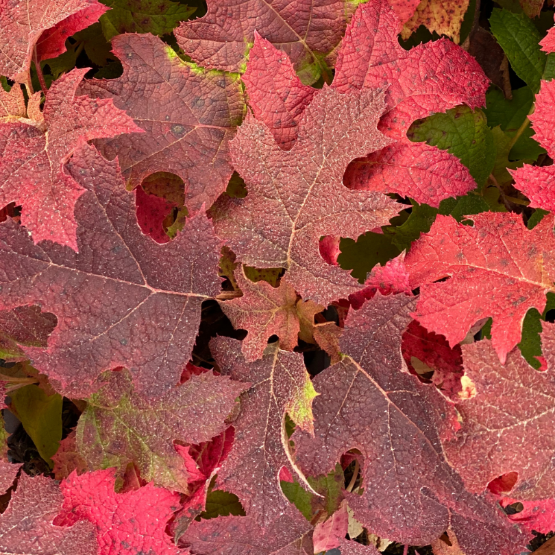 Close up of Gatsby Glow Ball oakleaf hydrangea's dark red to maroon fall foliage.