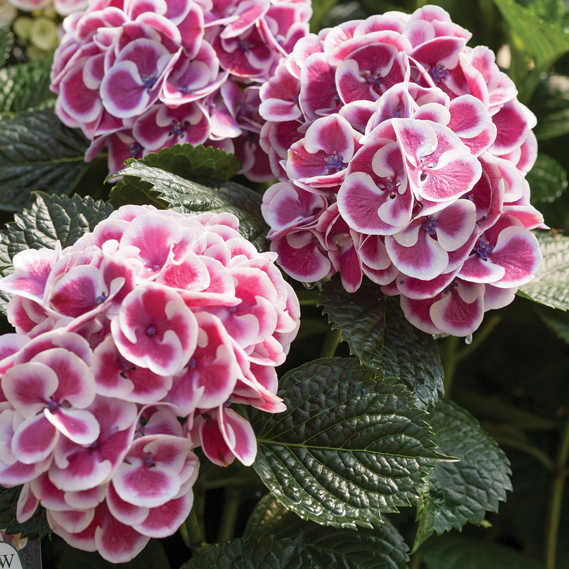 Cityline Mars hydrangea has mophead flowers with thick glossy leaves and pink and white flowers.