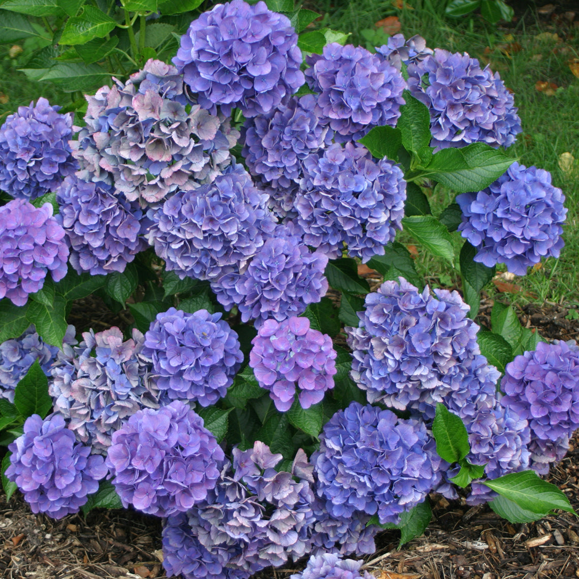 The neat and tidy blue flowers of Cityline Venice hydrangea.