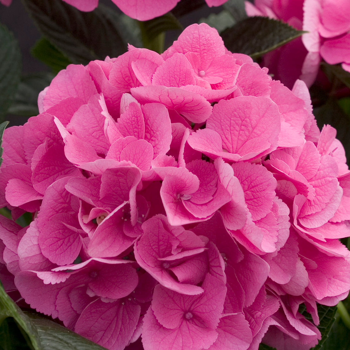 In this closeup view of the pink flowers of Cityline Venice hydrangea, their deep texture and appealing deckled edge can be appreciated.