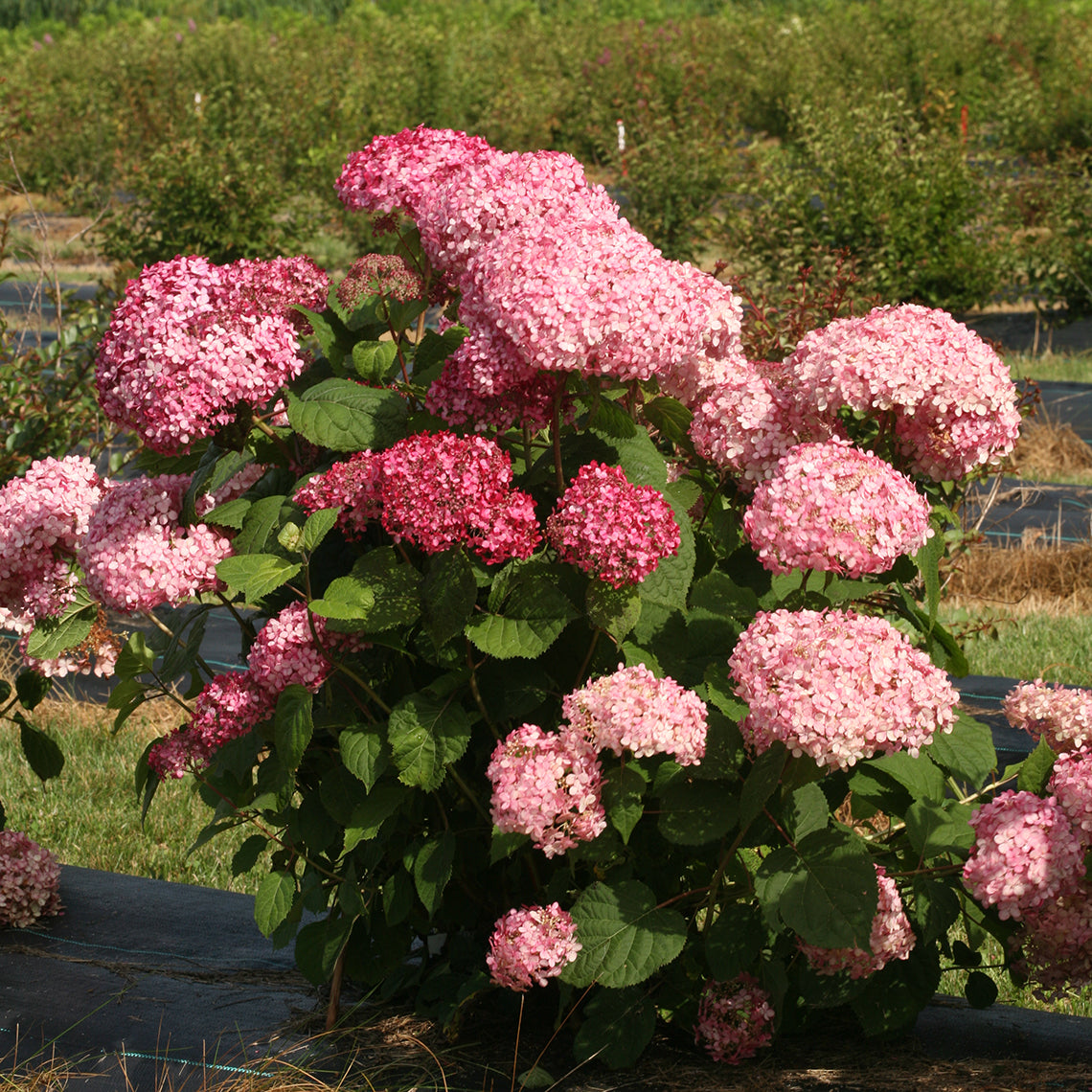 Invincibelle Spirit II hydrangea being trialed in a field and performing very well with strong stems and abundant pink blooms.