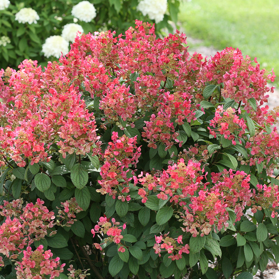 Little Quick Fire® Panicle Hydrangea showing off its red flower color and deeply corrugated leaves.