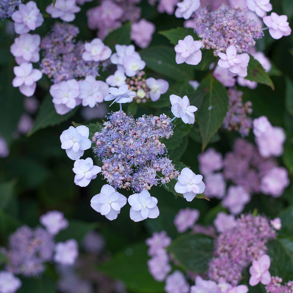 A close view of an inflorescence of Tiny Tuff Stuff Mountain Hydrangea showing the blue color of both its fertile and sterile florets.