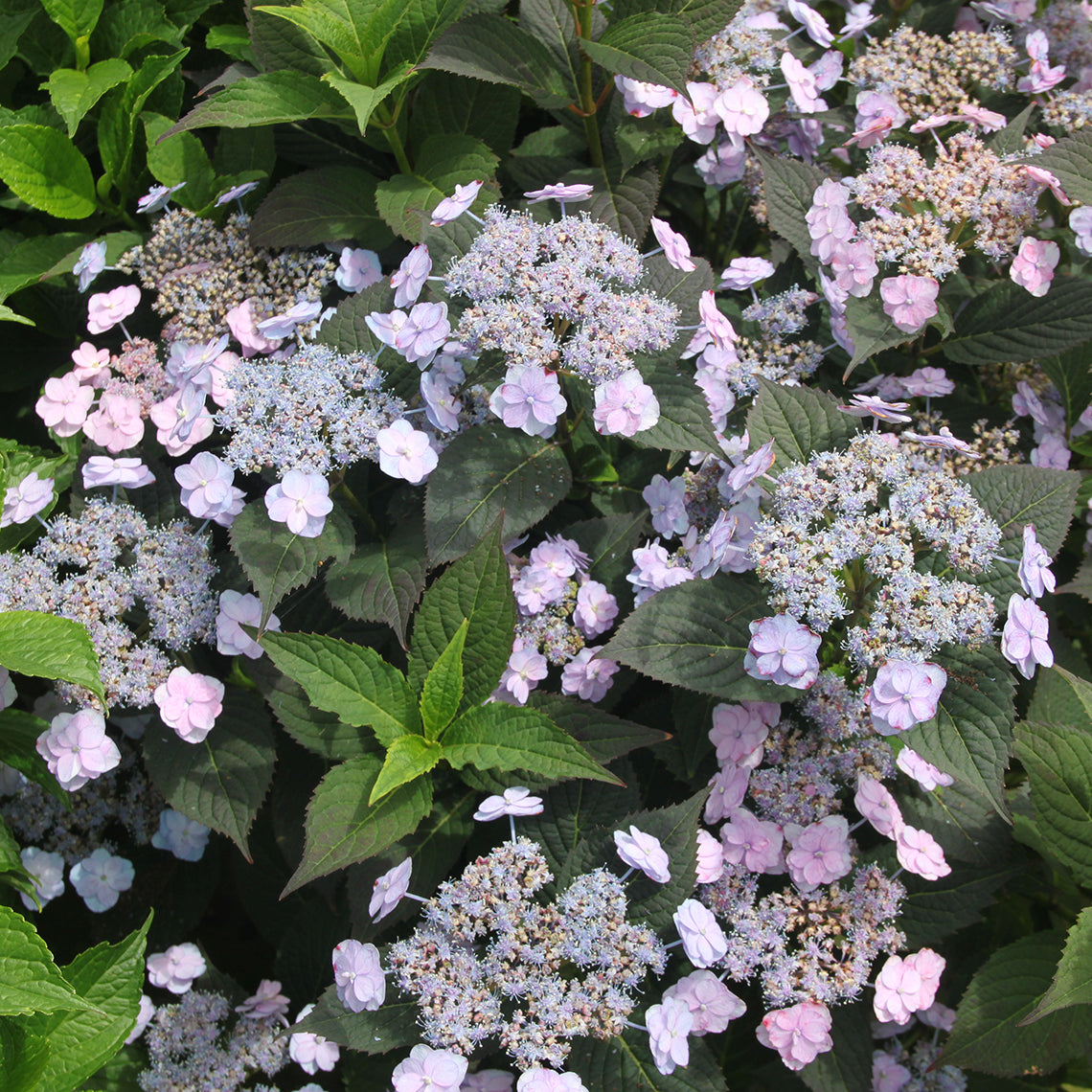 Several flowers on Tiny Tuff Stuff Mountain Hydrangea showing their purple blue coloration.