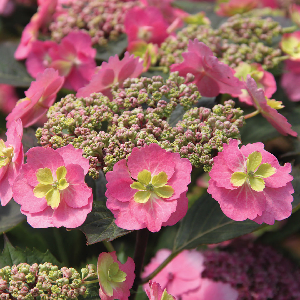 The sterile florets of Tuff Stuff Mountain Hydrangea have a frilly green center surrounded by pink sepals.