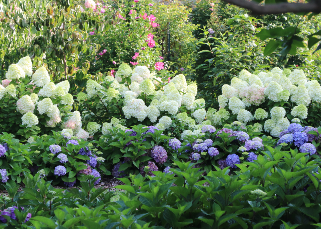 Large white panicle hydrangeas planted with bright blue bigleaf hydrangeas