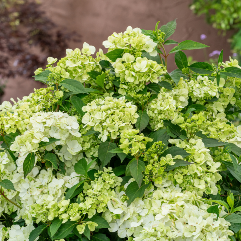 Green cascade hydrangea flowers