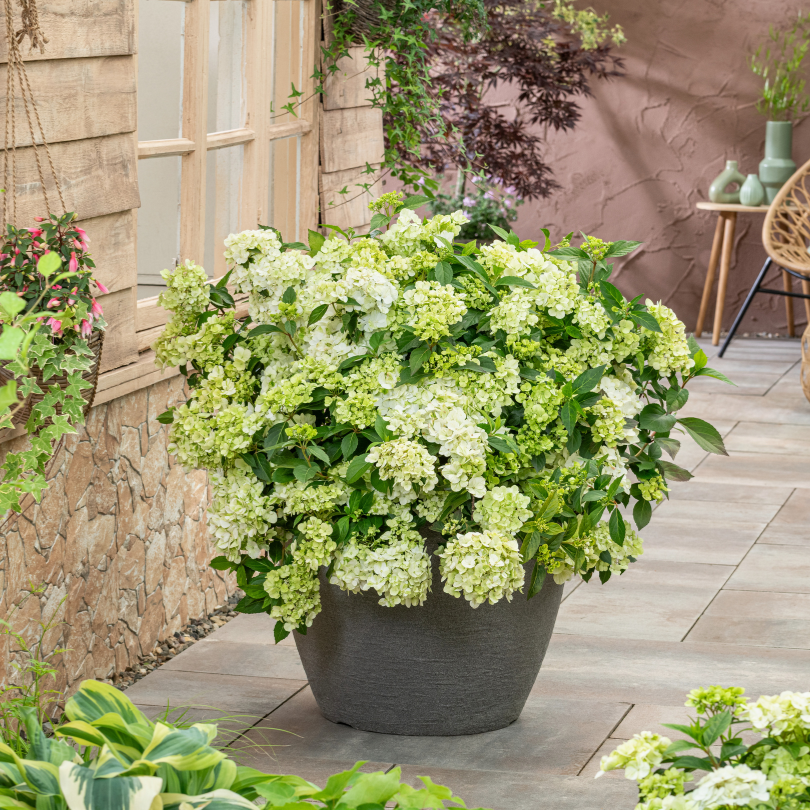 Gorgeous green cascade hydrangea in patio container