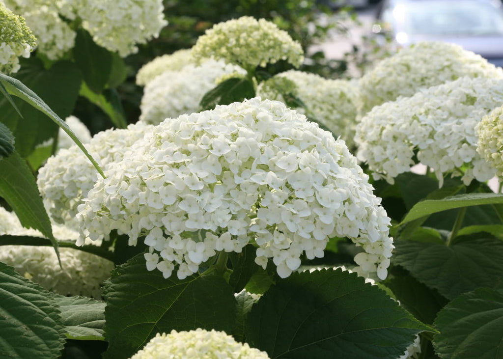 Which Hydrangeas Can Withstand Cold Winters?