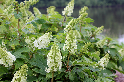 white cone flowers from oakleaf hydrangea