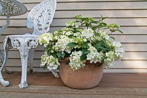 Cascade hydrangea growing in a clay pot